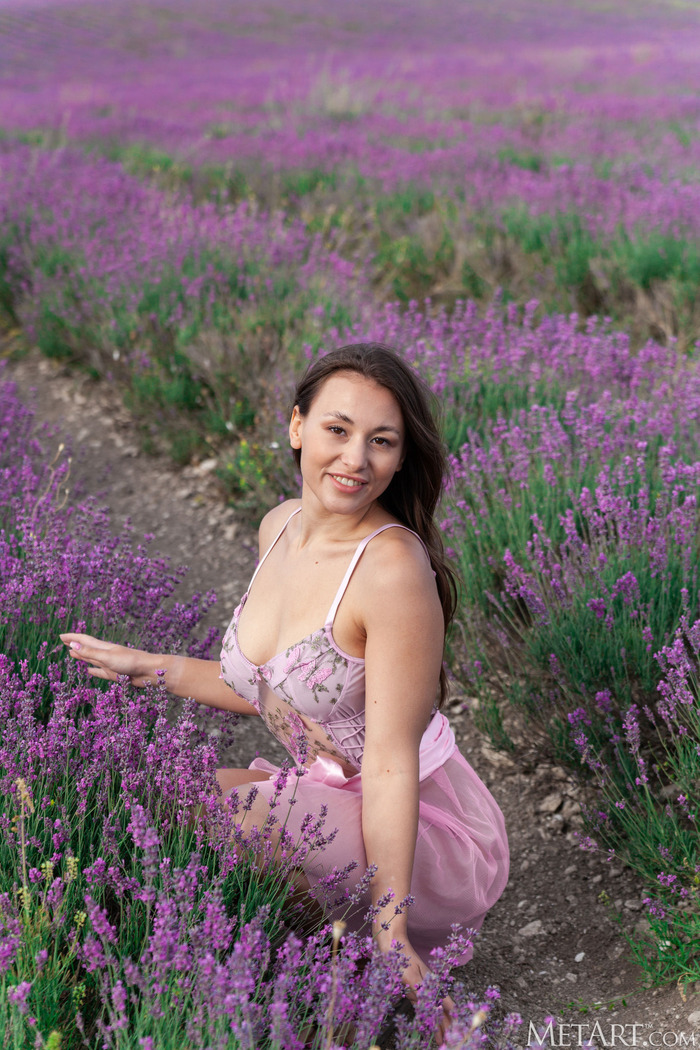 Lavender Fields